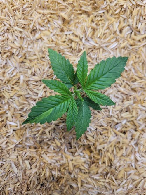 CBG-Force #1. Week 1