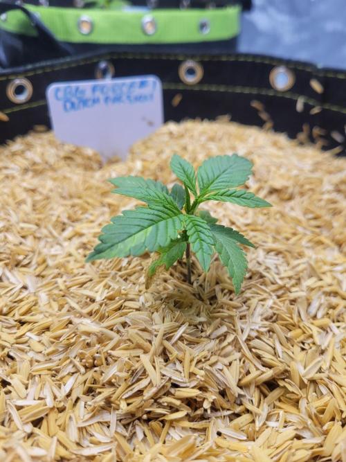 CBG-Force #1. Week 1
