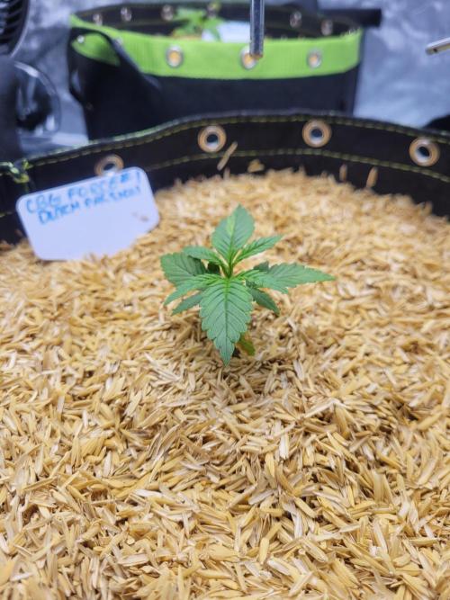 CBG-Force #1. Week 1