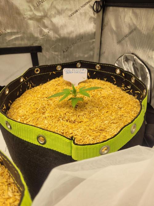 CBG-Force #1. Week 1