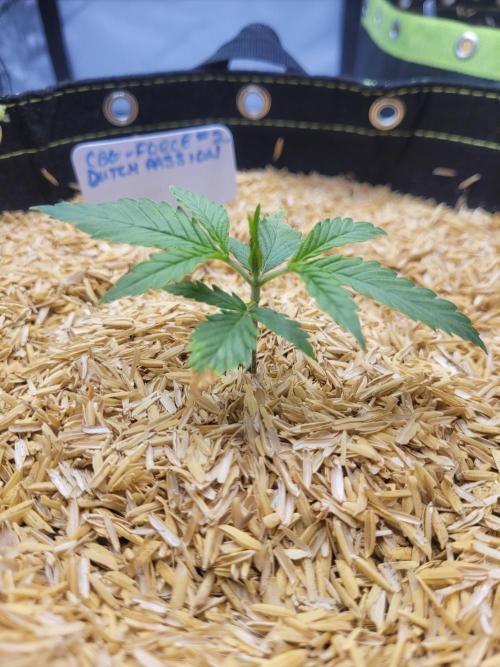 CBG-Force #2. Week 1