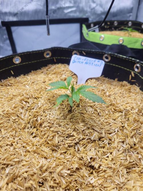 CBG-Force #2. Week 1