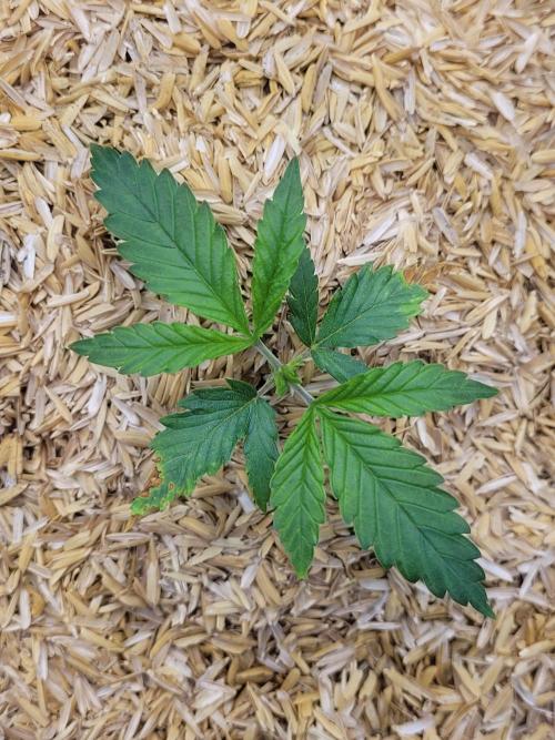 CBG-Force #2. Week 1