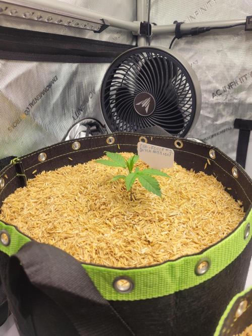 CBG-Force #2. Week 1