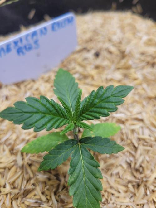 Mexican Rush. Week 1