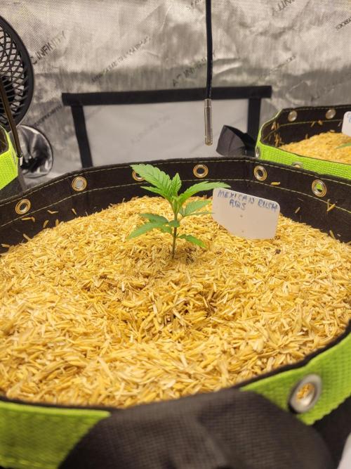 Mexican Rush. Week 1