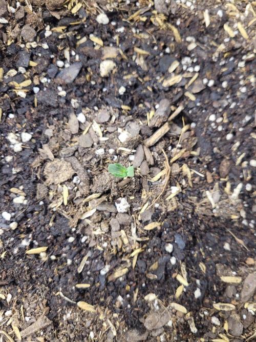 CBD Ratio 1:30 Seed Supreme. Week 0
