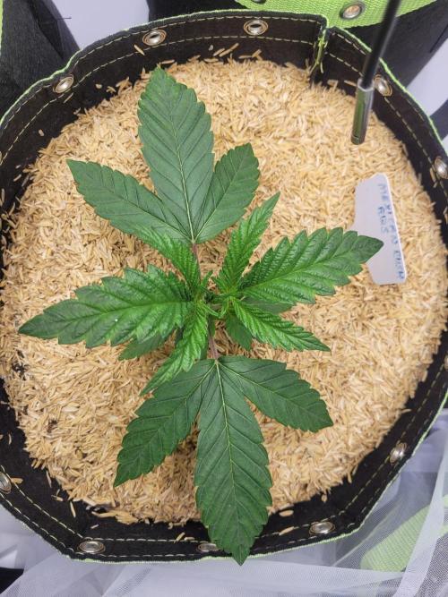 Mexican Rush. Week 2