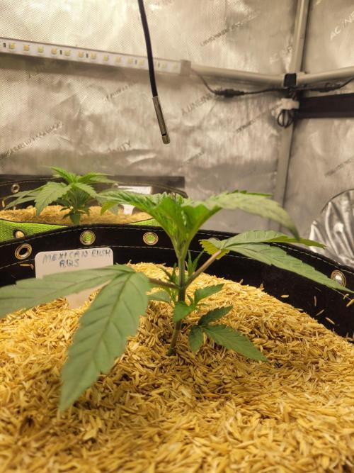 Mexican Rush. Week 2