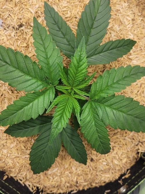 CBG-Force #1. Week 2