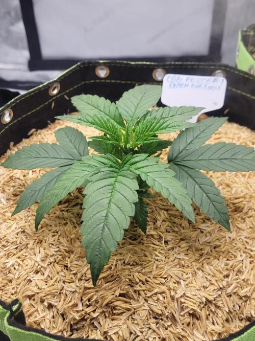 CBG-Force #1. Week 2