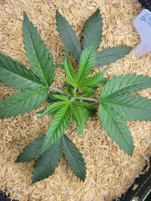 CBG-Force #2. Week 2