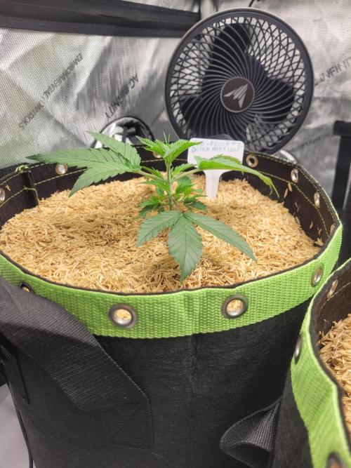 CBG-Force #2. Week 2