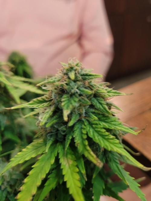 Mimosa x Orange Punch. Week 8