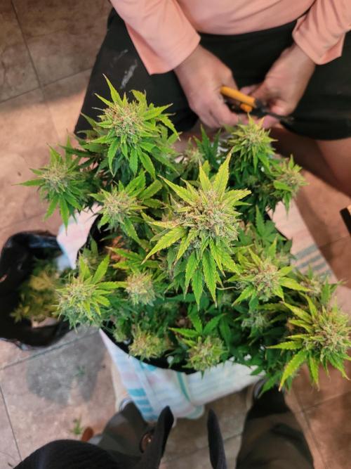 Mimosa x Orange Punch. Week 8