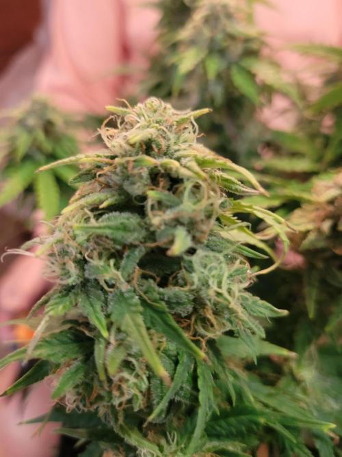 Mimosa x Orange Punch. Week 8