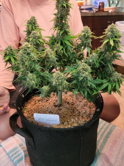 Mimosa x Orange Punch. Week 8
