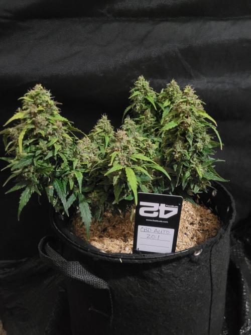 CBD Auto 20:1. Week 8