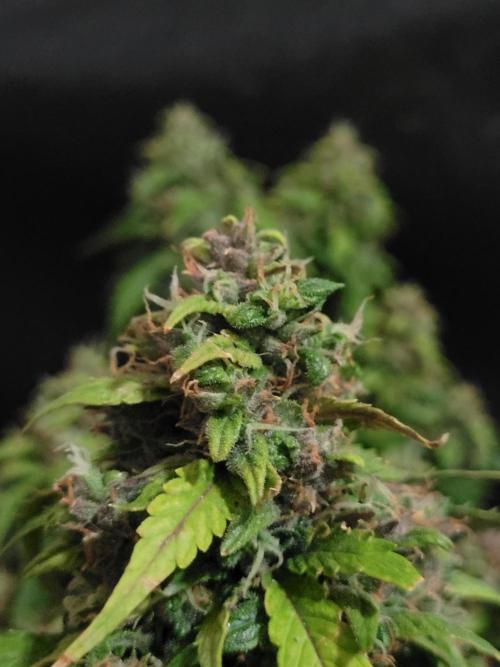 CBD Auto 20:1. Week 8
