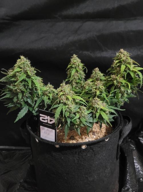CBD Auto 20:1. Week 8