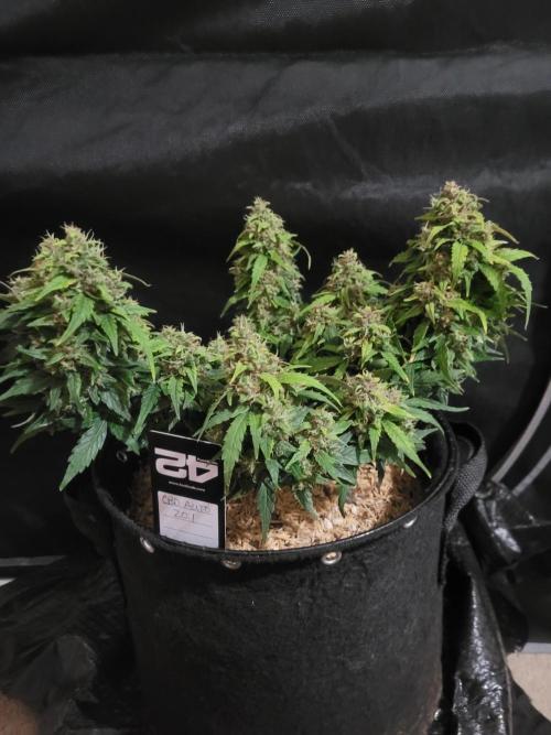 CBD Auto 20:1. Week 8