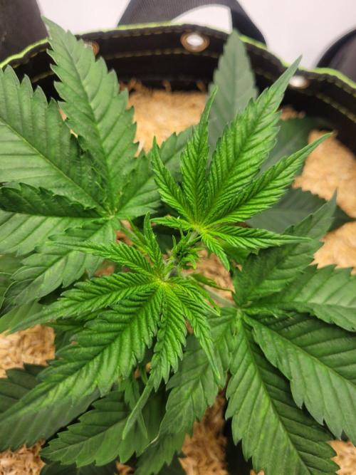 CBG-Force #2. Week 2