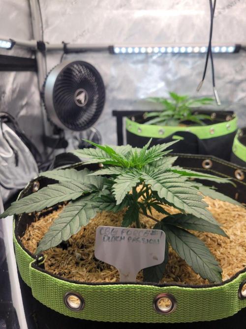 CBG-Force #1. Week 2