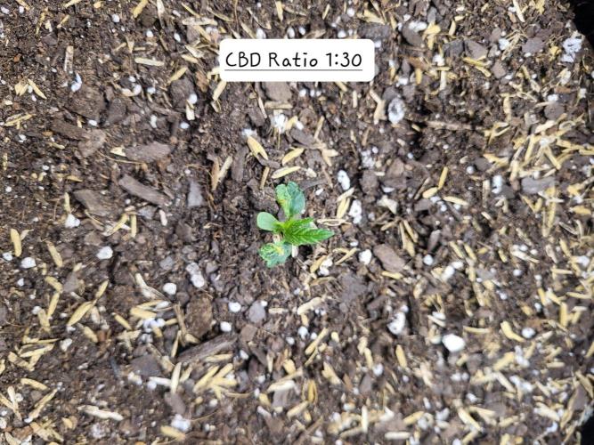 CBD Ratio 1:30 Seed Supreme. Week 0