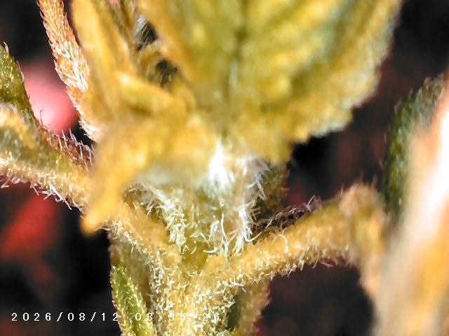 CBD Ratio 1:30 Seed Supreme. Week 0