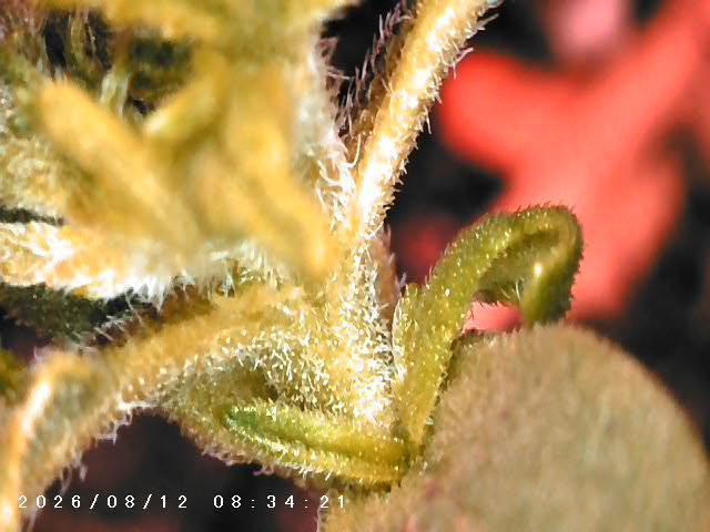 CBD Ratio 1:30 Seed Supreme. Week 0