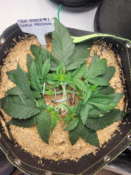 CBG-Force #1. Week 3