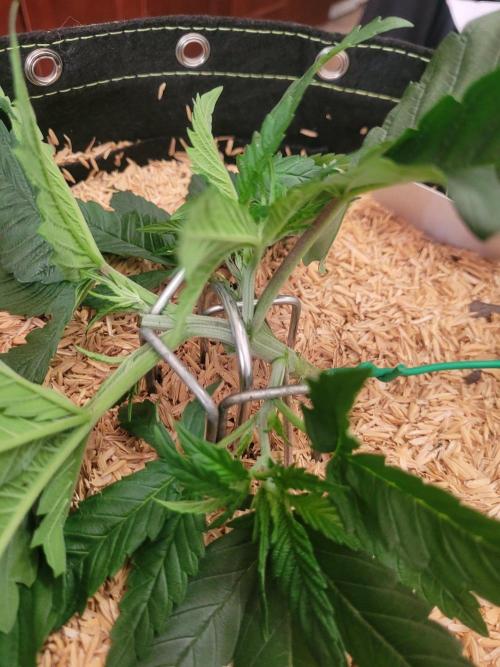 CBG-Force #1. Week 2