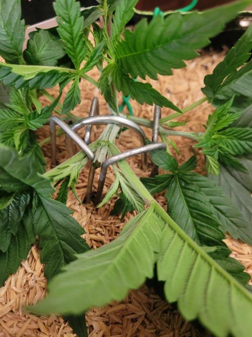 CBG-Force #2. Week 2