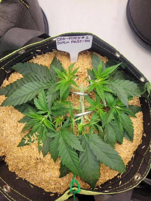 CBG-Force #2. Week 3