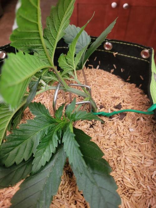 Mexican Rush. Week 2