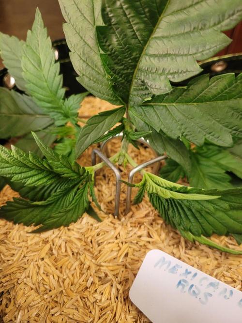 Mexican Rush. Week 2