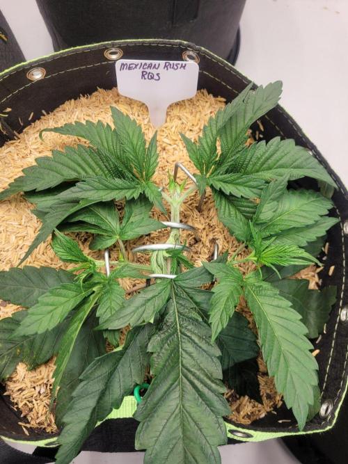 Mexican Rush. Week 3