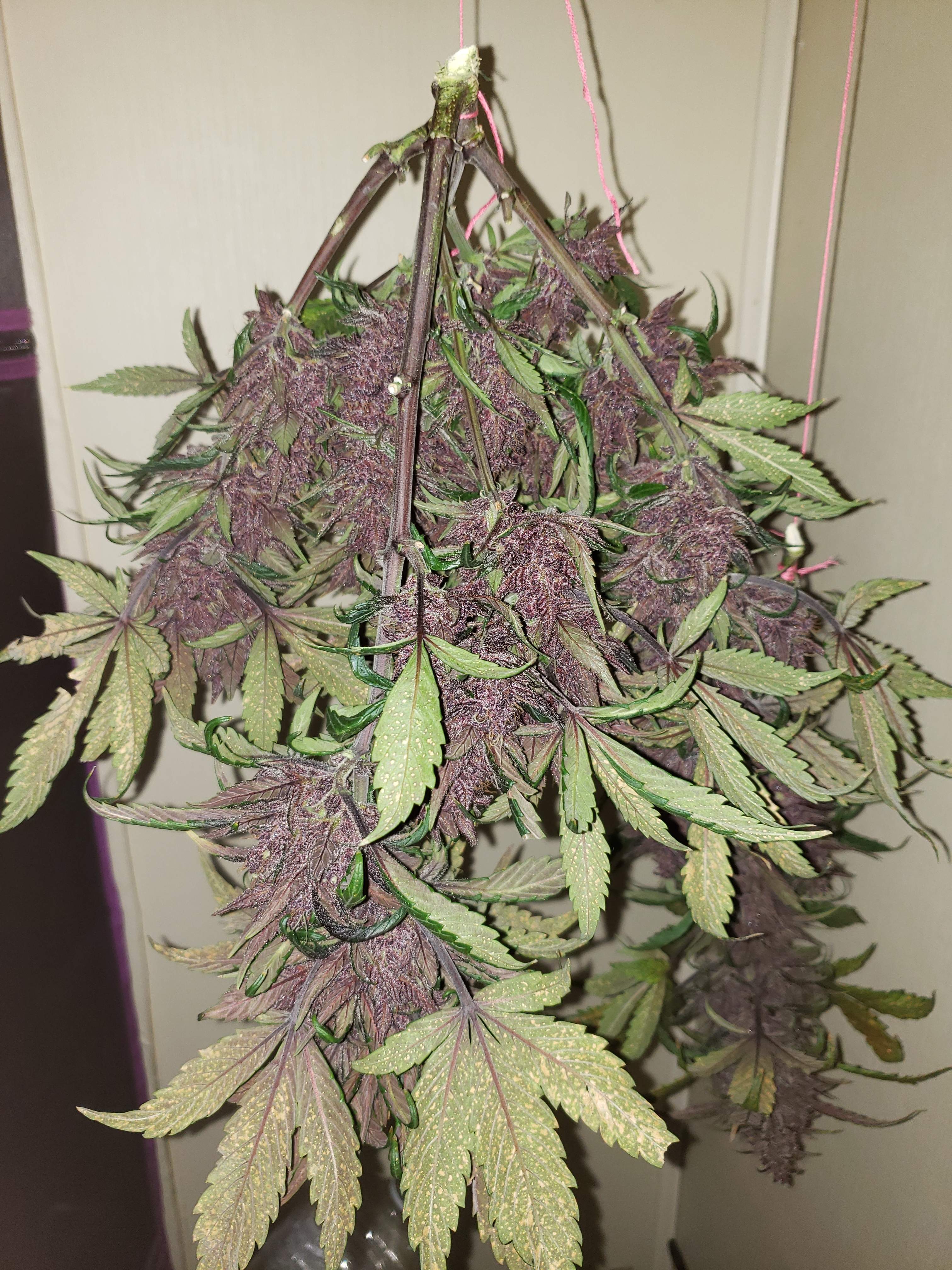 fast-buds-purple-lemonade-auto-3-grow-diary-journal-2-week11-by