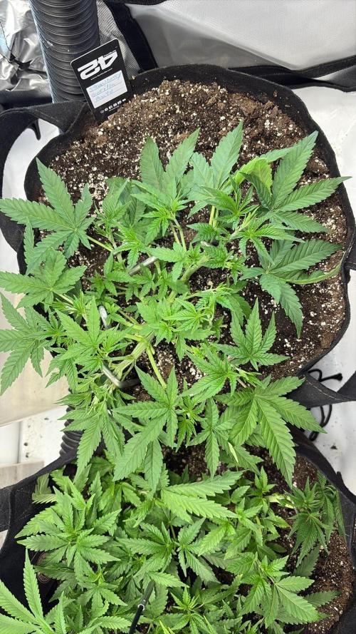 Moto’s room. Week 4