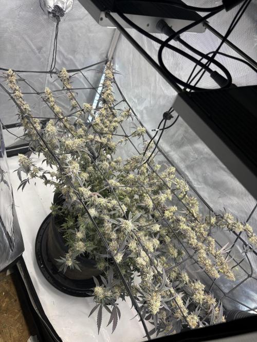 CherrySlimeade. Week 7