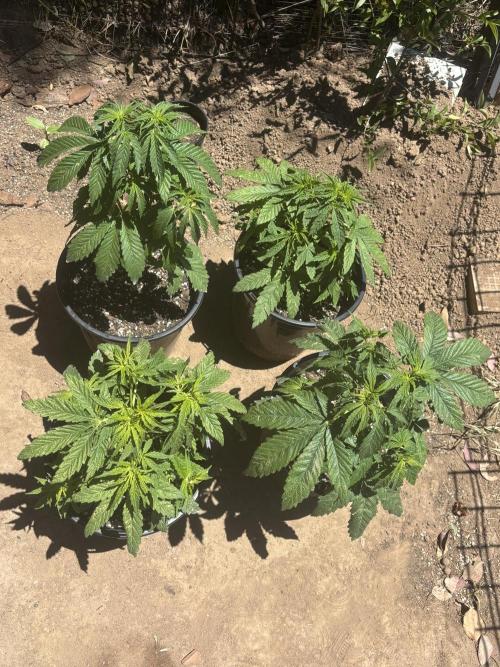 ACT Outdoor Grow 2025/2026. Week 8