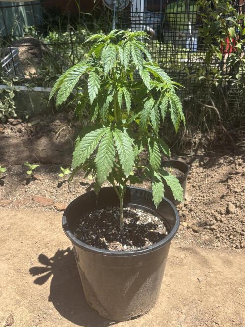 ACT Outdoor Grow 2025/2026. Week 8
