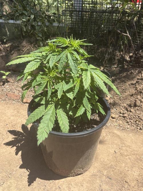 ACT Outdoor Grow 2025/2026. Week 8