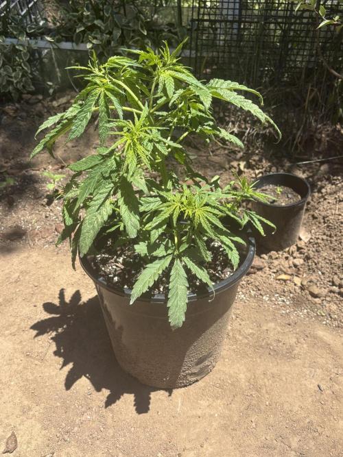 ACT Outdoor Grow 2025/2026. Week 8