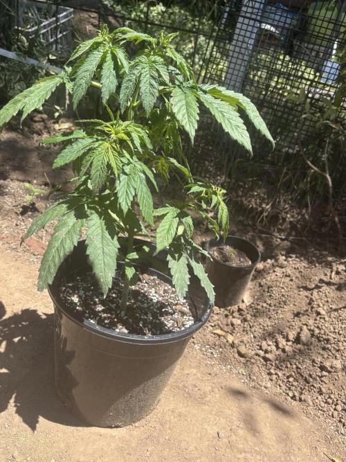 ACT Outdoor Grow 2025/2026. Week 8