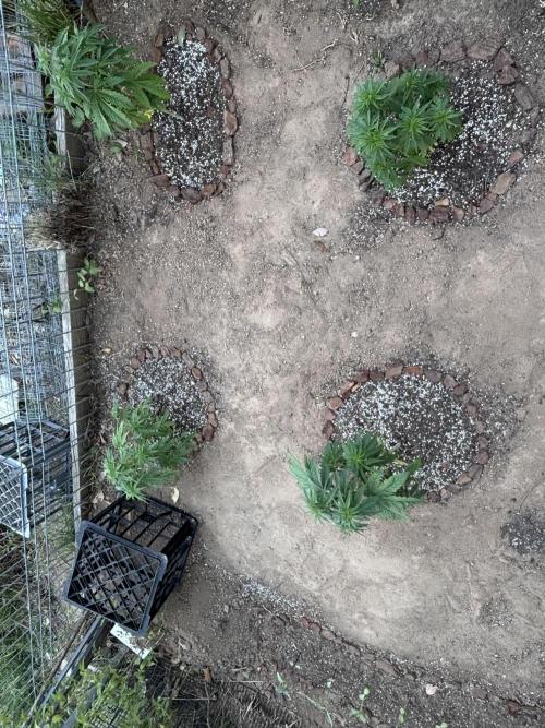 ACT Outdoor Grow 2025/2026. Week 9