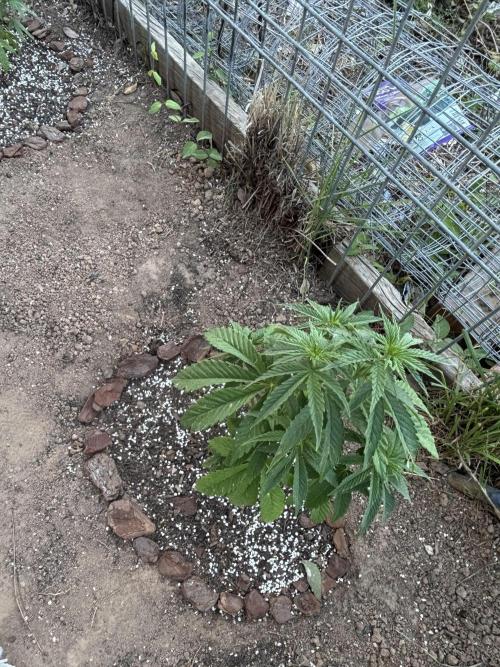 ACT Outdoor Grow 2025/2026. Week 9