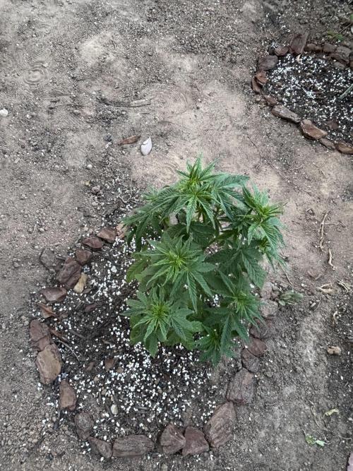 ACT Outdoor Grow 2025/2026. Week 9