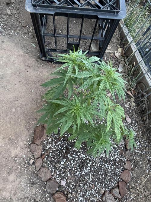 ACT Outdoor Grow 2025/2026. Week 9