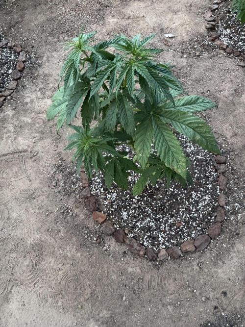 ACT Outdoor Grow 2025/2026. Week 9